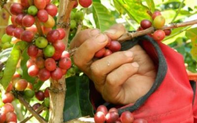 Tolima avanza en la producción de cafés especiales