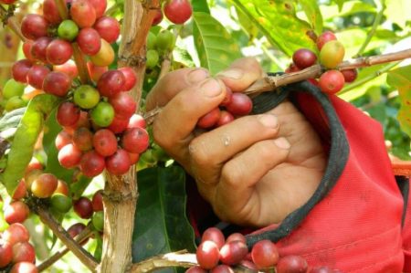 Tolima avanza en la producción de cafés especiales