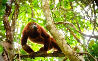 Cortolima regresó a su hábitat natural a ‘Coco’, el mono aullador rojo rescatado en Piedras