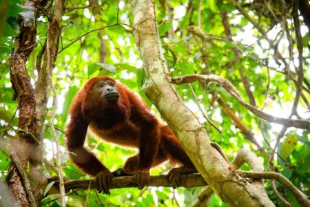 Cortolima regresó a su hábitat natural a ‘Coco’, el mono aullador rojo rescatado en Piedras