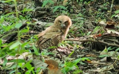 Cortolima devolvió a su hábitat natural a diez animales de fauna silvestre