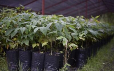 ¡Ibagué dice ‘No más violencia, sembremos vida’!