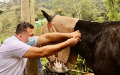 Alcaldía de Ibagué llegó con atención equina a Dantas y Laureles 