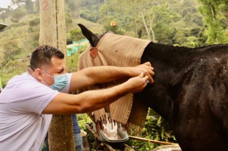 Alcaldía de Ibagué llegó con atención equina a Dantas y Laureles 