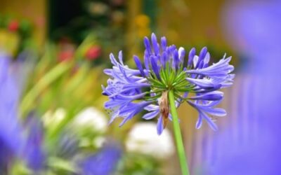 Artistas ibaguereños pueden participar en convocatoria ‘Colombia Exuberante’