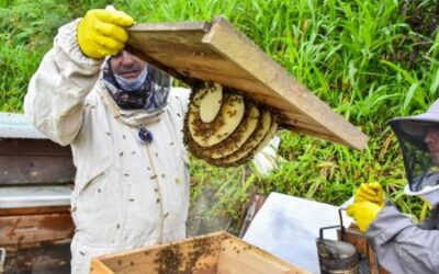 Alcaldía de Ibagué fortalece proyectos productivos de apicultura