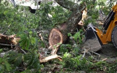 Alcaldía de Ibagué realizó tala de árboles como acción preventiva sobre corredor de la calle 10