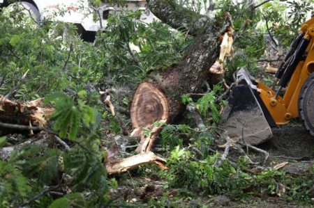 Alcaldía de Ibagué realizó tala de árboles como acción preventiva sobre corredor de la calle 10
