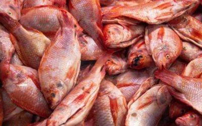 Autoridades de Ibagué entregan recomendaciones para el consumo de pescado en Semana Santa