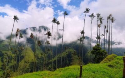 En Semana Santa visite Toche, el santuario nacional de la palma de cera