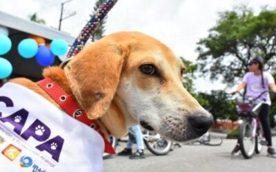 Veterinarios de la Alcaldía de Ibagué acompañarán a las mascotas en el Desfile Sampedrino