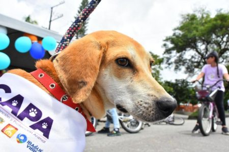 Veterinarios de la Alcaldía de Ibagué acompañarán a las mascotas en el Desfile Sampedrino