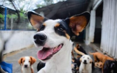 Alcaldía de Ibagué abrió licitación para la construcción del Megacapa