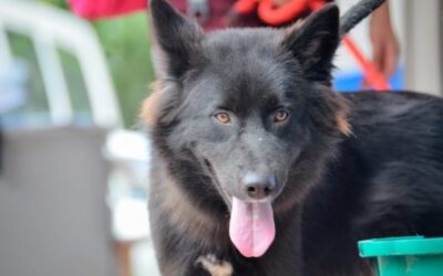 CAPA sigue beneficiando a la población animal vulnerable