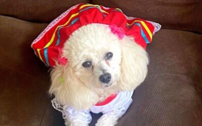 Ibagué: Amplían inscripciones para participar en el Primer Festival Sampredino de Mascotas