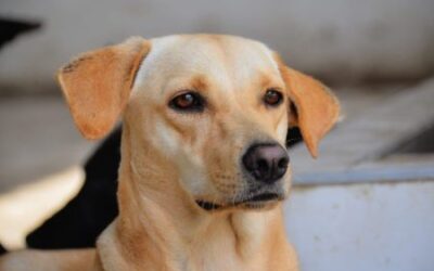 Este miércoles habrá jornada de adopción para celebrar el Día Mundial del Perro Callejero en Ibagué