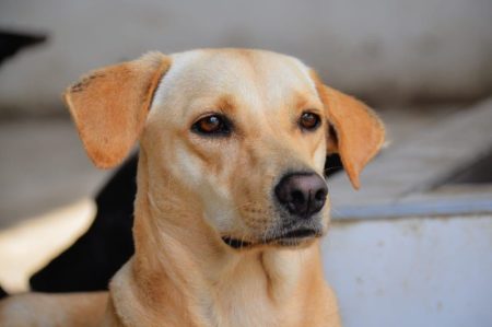 Este miércoles habrá jornada de adopción para celebrar el Día Mundial del Perro Callejero en Ibagué
