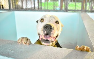 Con jornada de adopción, el CAPA celebrará el Día Mundial del Perro Callejero