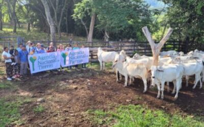 Agencia Nacional de Tierras fortalece actividad pecuaria en resguardo indígena de Ortega
