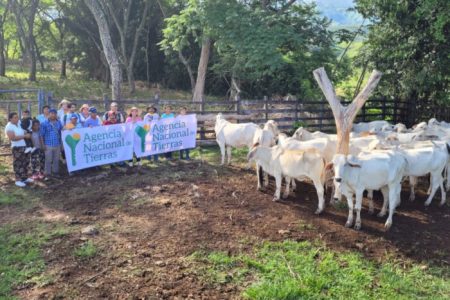 Agencia Nacional de Tierras fortalece actividad pecuaria en resguardo indígena de Ortega