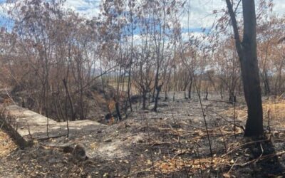 ¡Pilas! El Tolima se mantiene en alerta por probabilidad de incendios forestales 