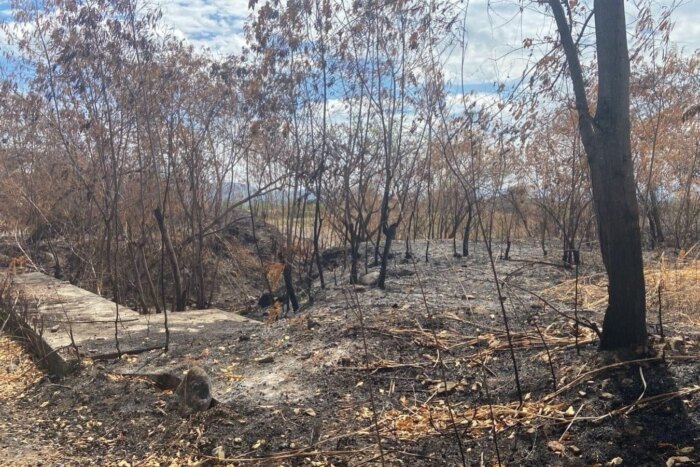 ¡Pilas! El Tolima se mantiene en alerta por probabilidad de incendios forestales 