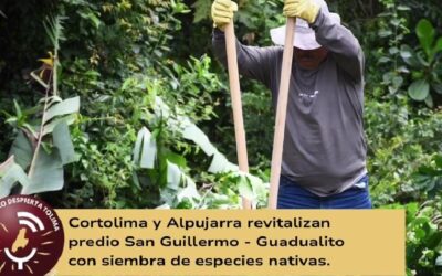 Cortolima restaura predios de Alpujarra con siembra de especies nativas