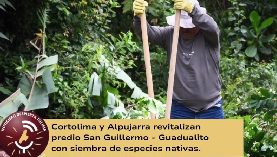 Cortolima restaura predios de Alpujarra con siembra de especies nativas