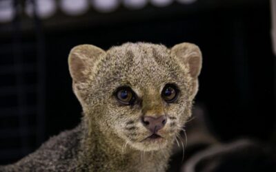 Día de la Diversidad Biológica: Cortolima llama al cuidado de la biodiversidad