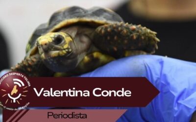 En el Día Mundial de la Tortuga, la corporación hace un llamado a la protección de este animal silvestre