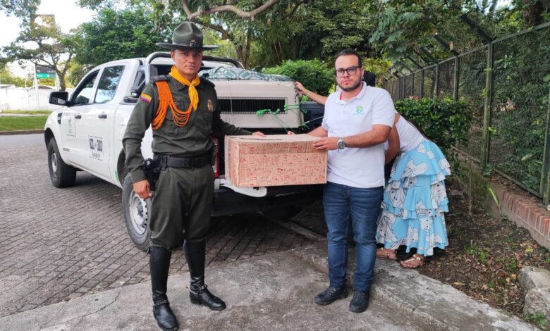 Cortolima en articulación con la Policía rescató ocelote herido en Coyaima en el sur del Tolima