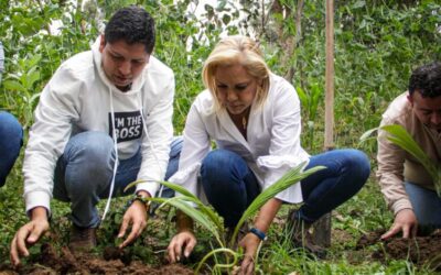 Cortolima avanza con acciones de restauración y conservación de la palma de cera