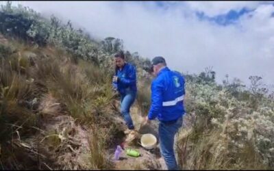 Cortolima vela por el cuidado de frailejones rescatados en Murillo