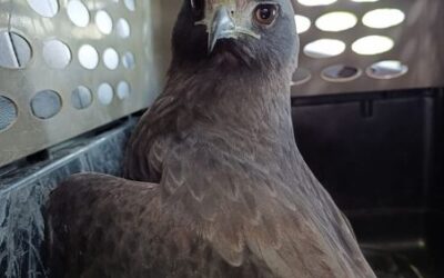 Águila herida fue atendida por equipo de rescate de fauna silvestre de Cortolima