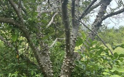 El árbol Tachuelo, conocido científicamente como Zanthoxylum sp., es una especie de la familia Rutaceae. También se le conoce popularmente como «Tachuelo».