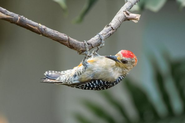 Prográmese con la novena edición del Festival de Aves del Tolima