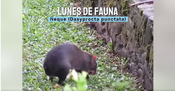 #LunesDeFauna