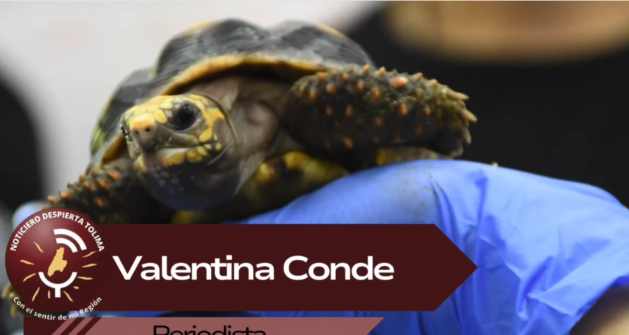 En el Día Mundial de la Tortuga, la corporación hace un llamado a la protección de este animal silvestre.