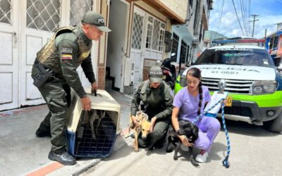 CAPA y Alcaldía de Ibagué rescatan cinco animales en condiciones de maltrato en el barrio Ricaurte